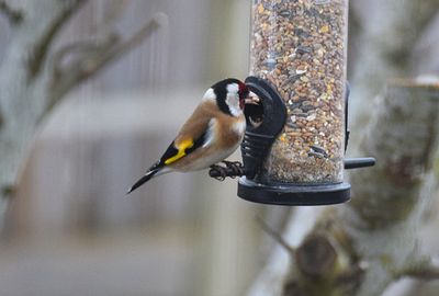 Steglits (Carduelis carduelis)
