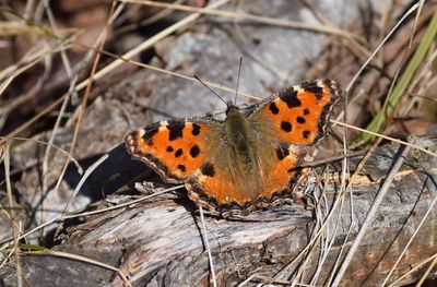 Körsbärsfuks, (Nymphalis polychloros)
