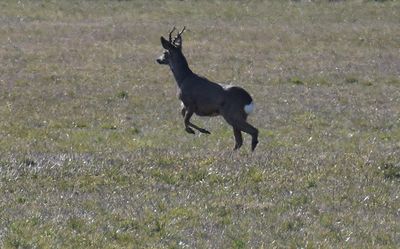 Mammals in Sweden