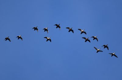 Ejder (Somateria mollissima)
