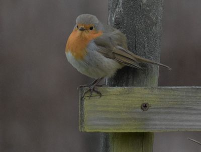 Rdhake (Erithacus rubecula)