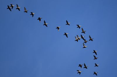 Ejder (Somateria mollissima)