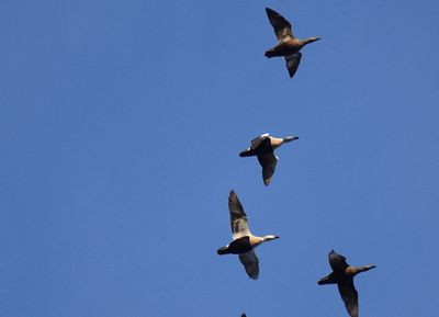 Ejder (Somateria mollissima)