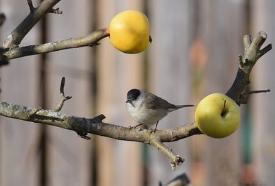 Svarthtta (Sylvia atricapilla)