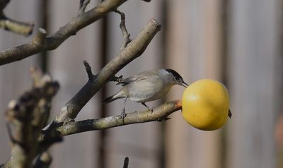 Svarthtta (Sylvia atricapilla)