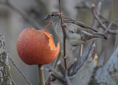 Grsparv (Passer domesticus)