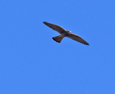 Tornfalk (Falco tinnunculus) 