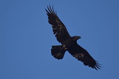 Korp (Corvus corax)