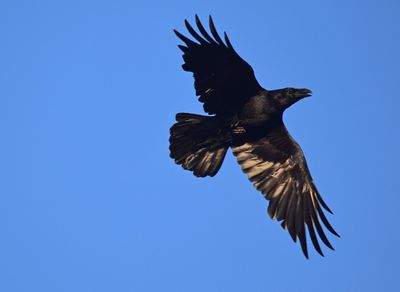 Korp (Corvus corax)