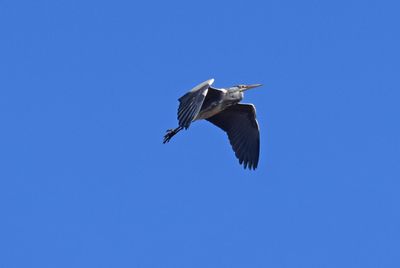 Grhger (Ardea cinerea)