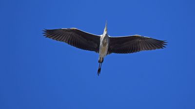 Grhger (Ardea cinerea)