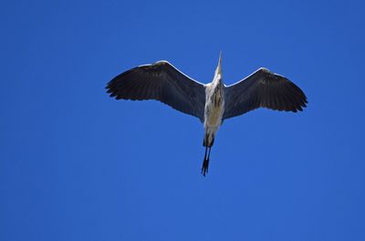 Grhger (Ardea cinerea)