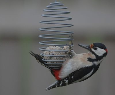 Strre hackspett (Dendrocopos major)