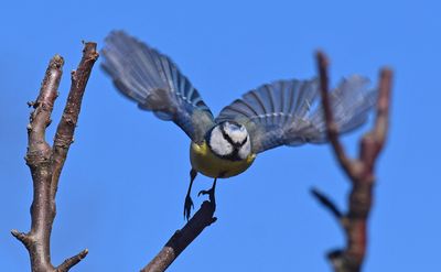 Blmes (Cyanistes caeruleus) 