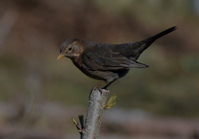 Koltrast (Turdus merula)