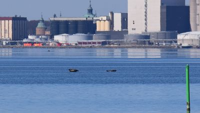 Knubbsl (Phoca vitulina)