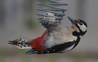 Strre hackspett (Dendrocopos major)