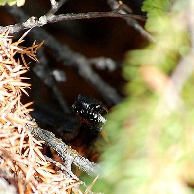 Huggorm (Vipera berus)