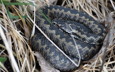 Huggorm (Vipera berus)