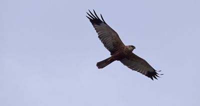 Brun krrhk (Circus aeruginosus) 