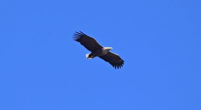 Havsrn (Haliaeetus albicilla)
