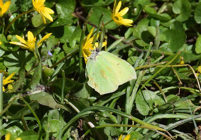 Citronfjril (Gonepteryx rhamni)