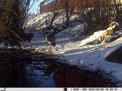Grhger (Ardea cinerea)
