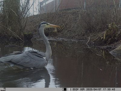 Wildlife camera