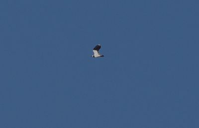 Tofsvipa (Vanellus vanellus)
