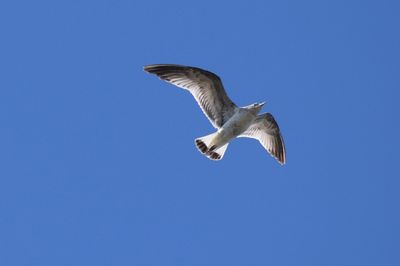 Fiskmås (Larus canus)