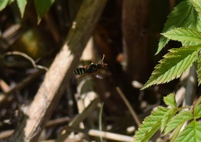 Wasp.