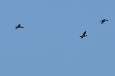 Knipa (Bucephala clangula)