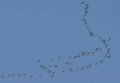 Prutgs (Branta bernicla)