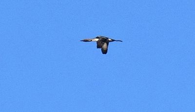 Storlom (Gavia arctica)