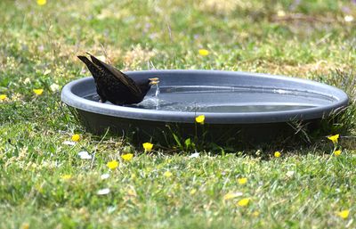 Stare (Sturnus vulgaris)