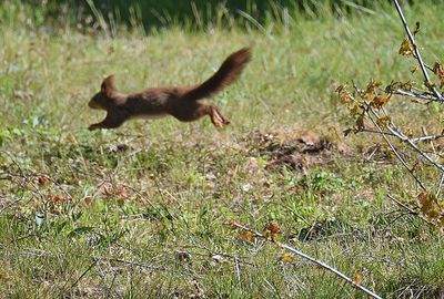 Ekorre (Sciurus vulgaris)