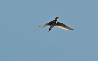 Rdbena (Tringa totanus)