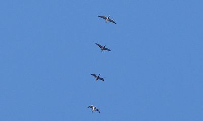 Prutgs (Branta bernicla)