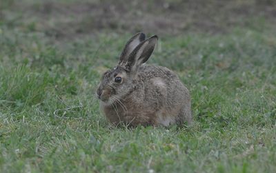 Flthare (Lepus europaeus)