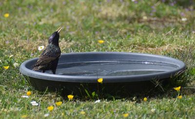 Stare (Sturnus vulgaris)