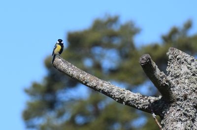 Talgoxe (Parus major) 