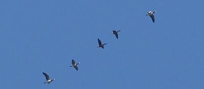 Prutgs (Branta bernicla)