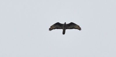 Bivråk (Pernis apivorus)