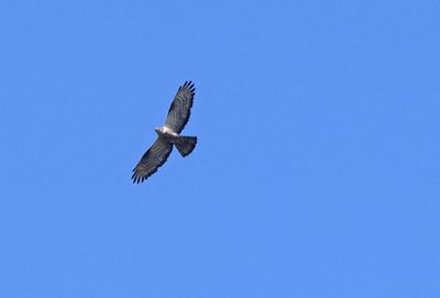 Bivrk (Pernis apivorus)
