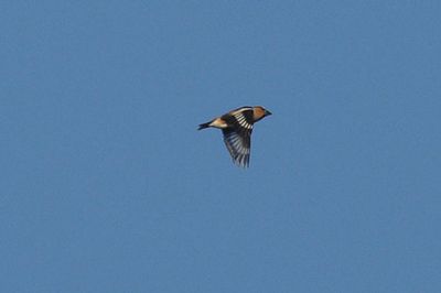 Stenknäck (Coccothraustes coccothraustes)
