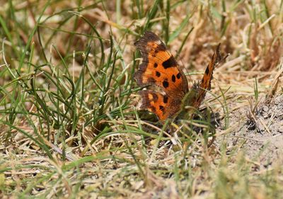 Vinbrsfuks (Polygonia c-album )