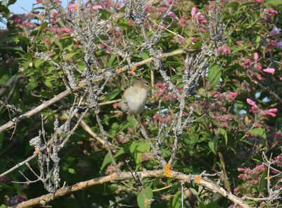 Lövsångare (Phylloscopus trochilus)