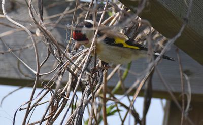 Steglits (Carduelis carduelis)