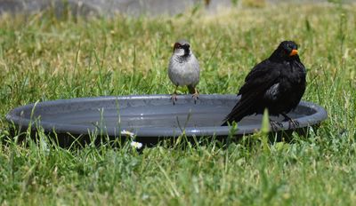 Koltrast (Turdus merula)  and  Grsparv (Passer domesticus)