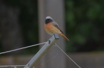 Rödstjärt (Phoenicurus phoenicurus)